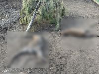 Вбиті тварини у мінізоопарку на Полтавщині. Фото з ФБ «Гарди»