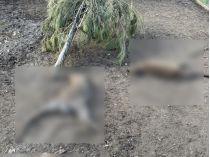 Вбиті тварини у мінізоопарку на Полтавщині. Фото з ФБ «Гарди»
