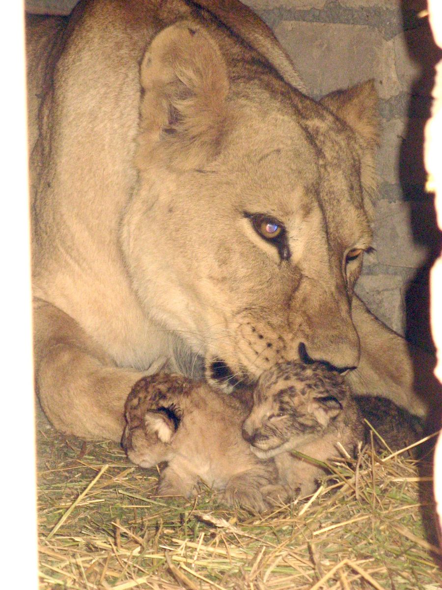 львица с новорожденными