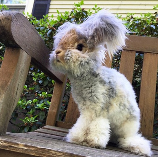 Картинки по запросу Валли, кролик с самыми потешными ушами на свете
