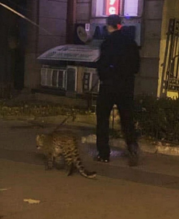 В Киеве мужчина выгуливал леопарда на поводке (ФОТО) 1