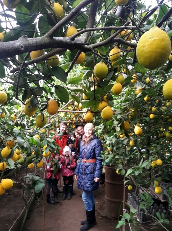 Семья в Запорожье выращивает в теплицах лимоновый сад: на продажу и для фотосессий (ФОТО) 3