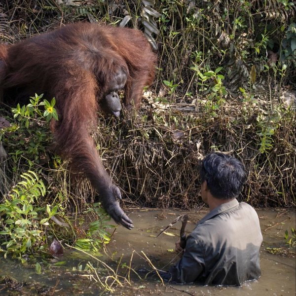 Орангутан предложил руку помощи человеку, оказавшемуся в реке (ФОТО) 1