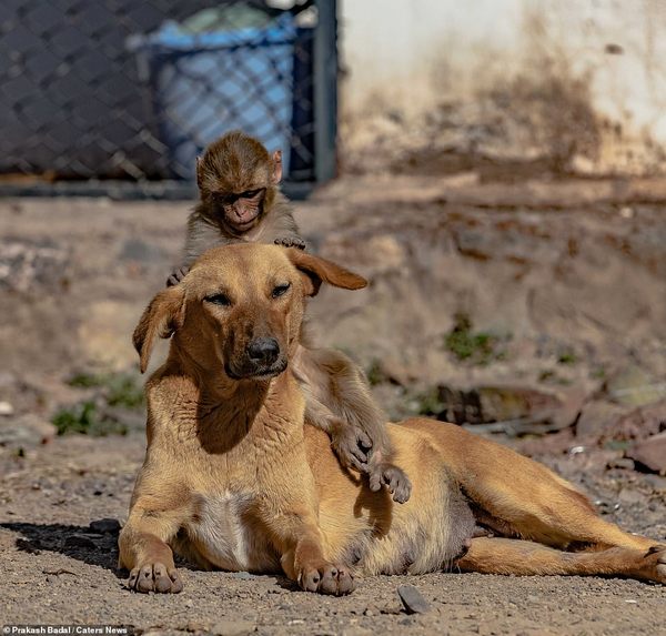 Собака усыновила осиротевшую обезьяну (ФОТО, ВИДЕО) 3