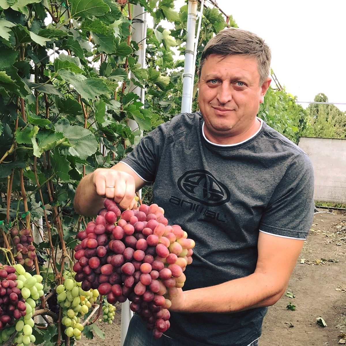 На Полтавщине предприниматель Владимир Шпак выращивает 530 сортов винограда  - «ФАКТЫ»