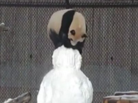 В канадском зоопарке панда подружилась со снеговиком 