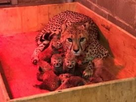 В зоопарке Сент-Луиса у самки гепарда родилось рекордное число детенышей