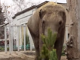 Время разбрасывать елки: у слонов в Харьковском зоопарке закончились новогодние праздники
