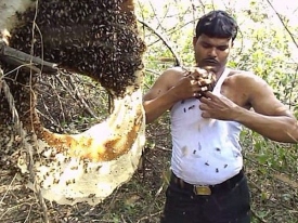 Индиец ради славы засунул себе под майку тысячи пчел 
