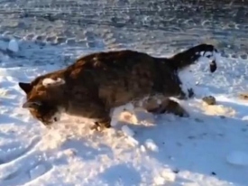 В Казахстане из-за аномальных морозов животные замерзают насмерть на ходу 