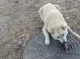В России спасли собаку, примерзшую языком к канализационному люку