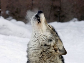 В Казахстане волк едва не отомстил ранившим его охотникам