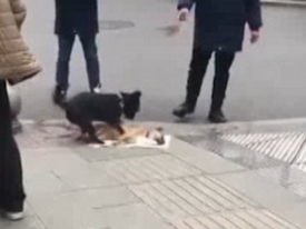 Соцсети растрогало видео с собакой, пытающейся «разбудить» сбитого машиной друга
