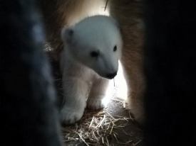 Единственного в Украине полярного медвежонка его мама «представила» посетителям Николаевского зоопарка 