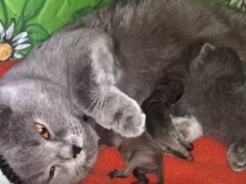 Кошка «усыновила» брошенных малышей-енотов