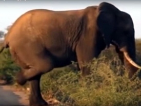 Забавное видео на YouTube: слон, практикующий йогу