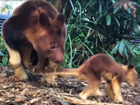 В австралийском зоопарке родился детеныш редкого древесного кенгуру