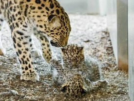 В зоопарке Вены родились детеныши редкого амурского леопарда