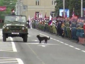 Собака, облаявшая «министра обороны ДНР», стала героем соцсетей 