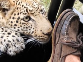 Любопытный леопард едва не разул туриста  