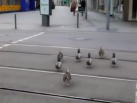 В Германии даже утки переходят дорогу на зеленый свет 