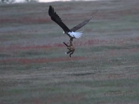Уникальное видео: орел лишил лису обеда 