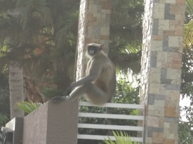 Одна обезьяна держит в страхе все село в Индии 