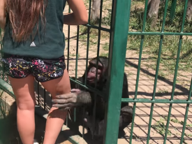 В зоопарке Бердянска шимпанзе зацеловал сотрудницу 