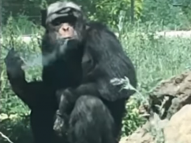В китайском зоопарке пообещали помочь 28-летнему шимпанзе бросить курить 