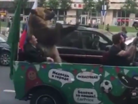 ЧМ-2018: в Москве медведь показывал неприличные жесты иностранным болельщикам 
