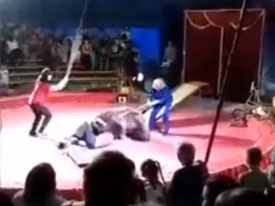 В России медведь напал на дрессировщика во время представления 