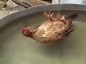 Жара, июнь: сеть развеселило видео с плавающей на спине курицей