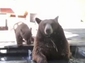 В США медведи оттянулись в бассейне, несмотря на протесты собаки