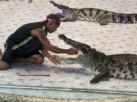 Заклинатель крокодилов едва не лишился руки во время опасного трюка (видео 18+)
