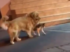 Сеть позабавило видео с псом-миротворцем, предотвратившим кошачью драку 