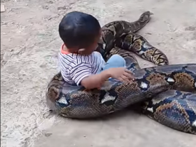 Сеть напугало видео, на котором малыш играет с гигантским питоном