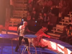 «Дети были в ужасе»: в России цирковая тигрица упала в обморок во время представления 
