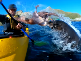 Сеть рассмешило видео с тюленем, врезавшим гребцу по лицу осьминогом   