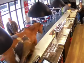 Во Франции лошадь, сбросив наездника во время скачек, сбежала в бар