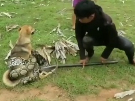 Храбрые дети спасли любимого пса от питона 