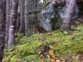 Завораживающие кадры: в канадском лесу земля начала «дышать» 