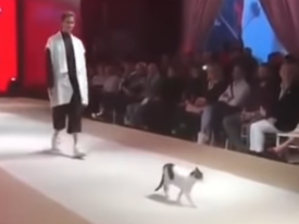 Бездомная кошка, забравшаяся на подиум во время показа мод, стала звездой интернета 