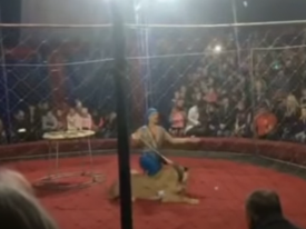 В России цирковая львица схватила ребенка за голову (18+) 