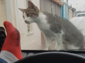 Сеть рассмешило видео с водителем, который поплатился за попытку испугать кошку 