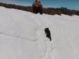 Видео с карабкающимся по снежному склону медвежонком к маме бьет рекорды просмотров 