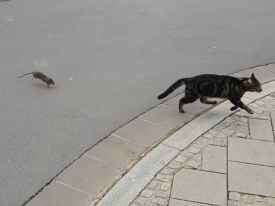 Сеть поразило видео с крысой, устроившей охоту за уличным котом 