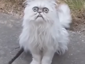 Самый страшный кот в мире навел ужас на соседей (18+) 