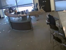 Офисная сотрудница чудом избежала встречи с агрессивным оленем, занявшим ее рабочее место 
