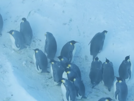 Журналисты, нарушив все правила документалистики, спасли от голодной смерти пингвинов 