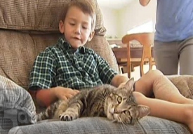 В Калифорнии кошка спасла ребенка от напавшей на него собаки
